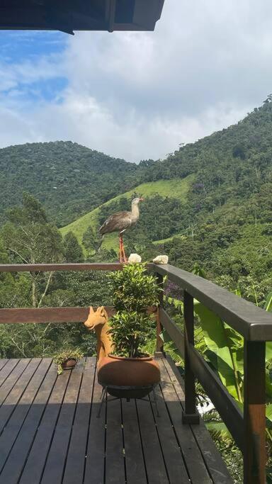 Sitio Com Piscina Natural E Cascata, Com Linda Vista Em Lumiar. Exterior photo